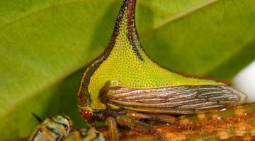 Umbonia Spinosa