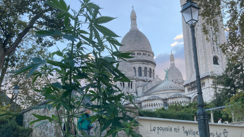 Sur un air de reggae, Paris parfumé aux volutes de chanvre