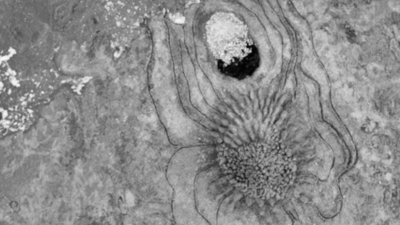 Chronique de Sable – Anne-Françoise Jumeau ou la résilience de l’orchidée