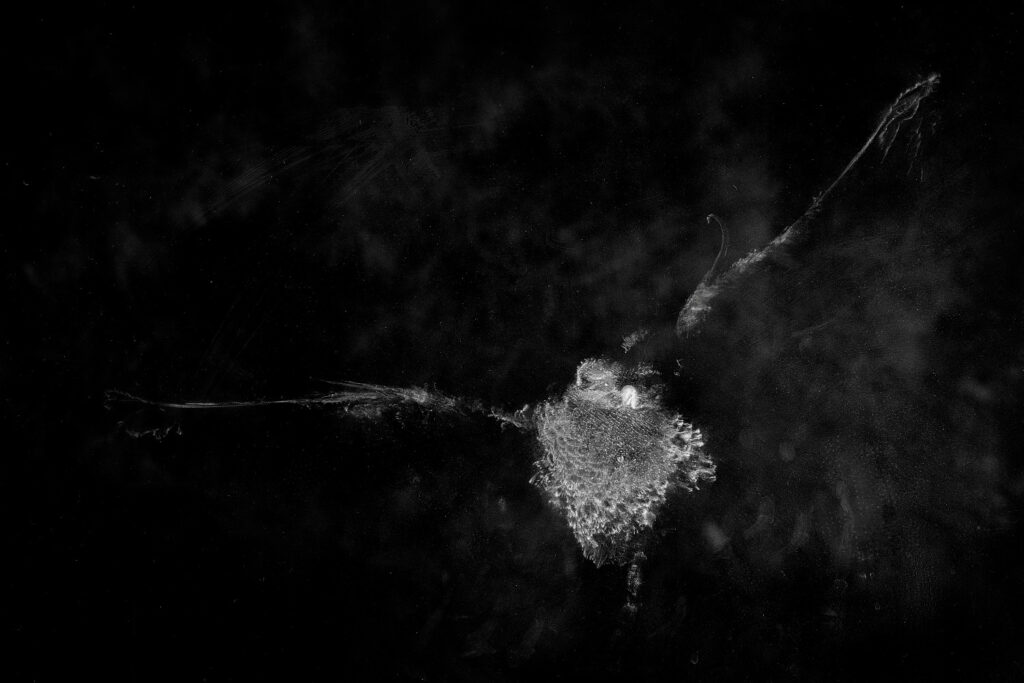  Ils Habitent Roots to wild