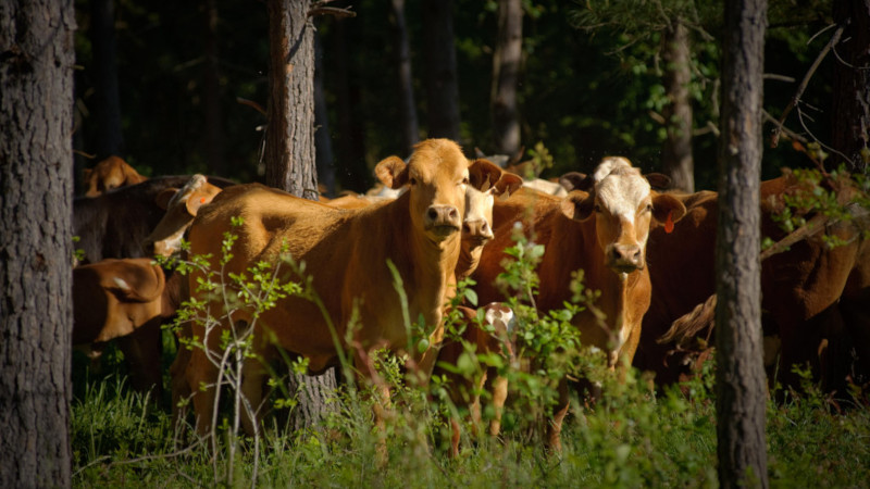 Pour sauver nos forêts, ne pas compter sur les chèvres